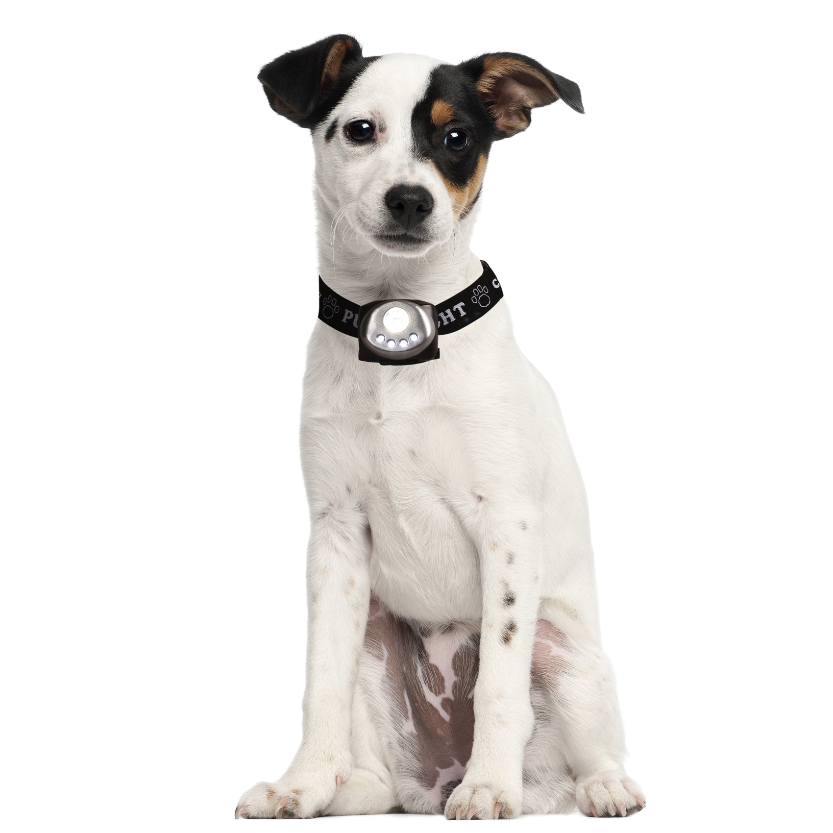 Pet Product Photography | Best Pet Photos | Pet Product Image Sample